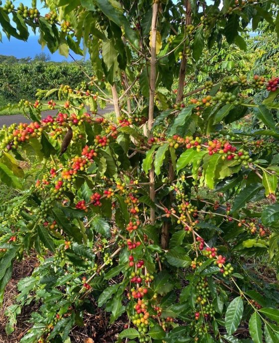 Coffee Harvest